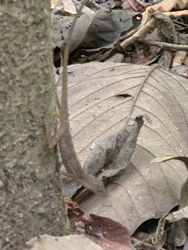 Anolis osa