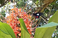 Parides anchises nephalion