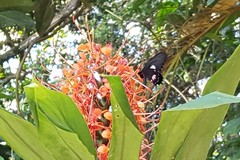 Parides anchises nephalion