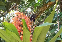 Parides anchises nephalion