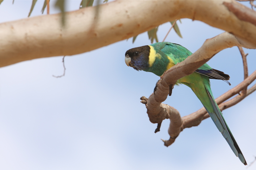 Australian Ringneck From Anmatjere NT 0872 Australia On March 16 2010 Australian ringneck from anmatjere nt 0872 australia on march 16 2010