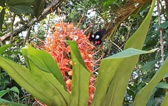 Parides anchises nephalion