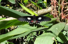 Parides anchises nephalion