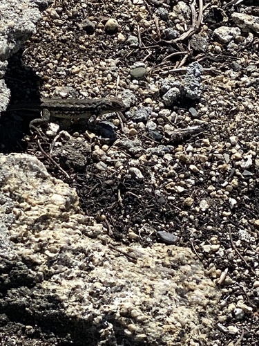 iNaturalist observation photo of Common Sagebrush Lizard