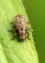 Strophosoma capitatum