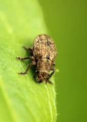 Strophosoma capitatum