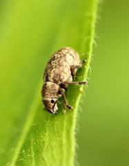 Strophosoma capitatum
