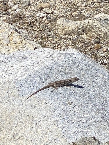 iNaturalist observation photo of Common Sagebrush Lizard