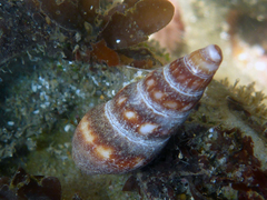 Pseudomelatoma