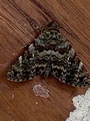Coenipeta polynoe
