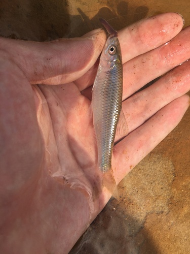 Steelcolor shiner (Cyprinella whipplei) — Cyprinidae — 3