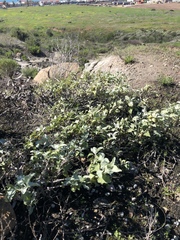 Ambrosia chenopodiifolia