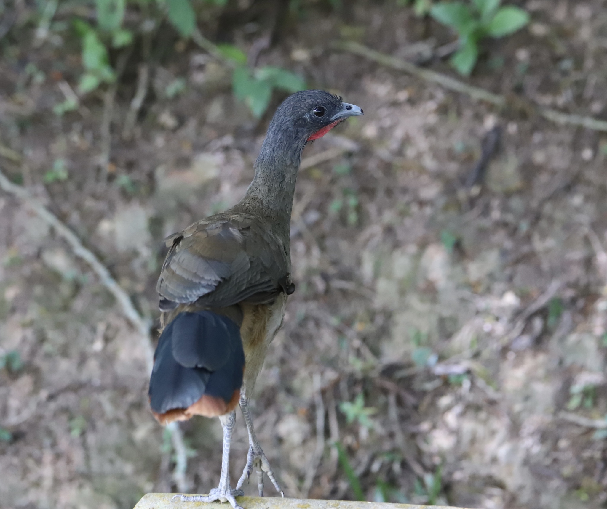 Rufous-vented Chachalaca illustration