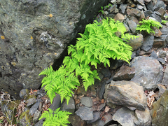 Gymnocarpium jessoense