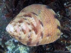 Calliostoma gloriosum