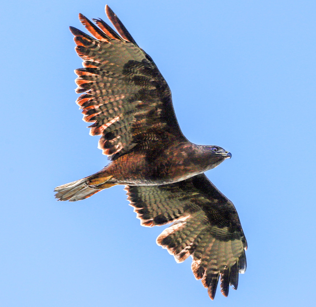 Red-tailed Hawk from North San Jose, San Jose, CA, USA on August 29 ...