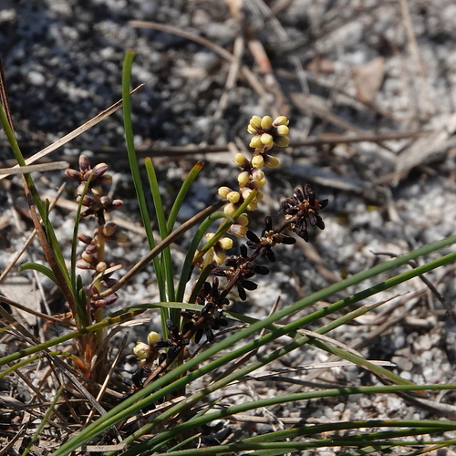 Image of Lomandra glauca by (c) Max Campbell, some rights reserved (CC BY)