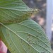 Lantana Leaf Rust - Photo (c) kelmurree, some rights reserved (CC BY-NC)