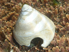 Tegula montereyi