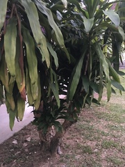 Dracaena fragrans