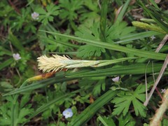 Carex microdonta