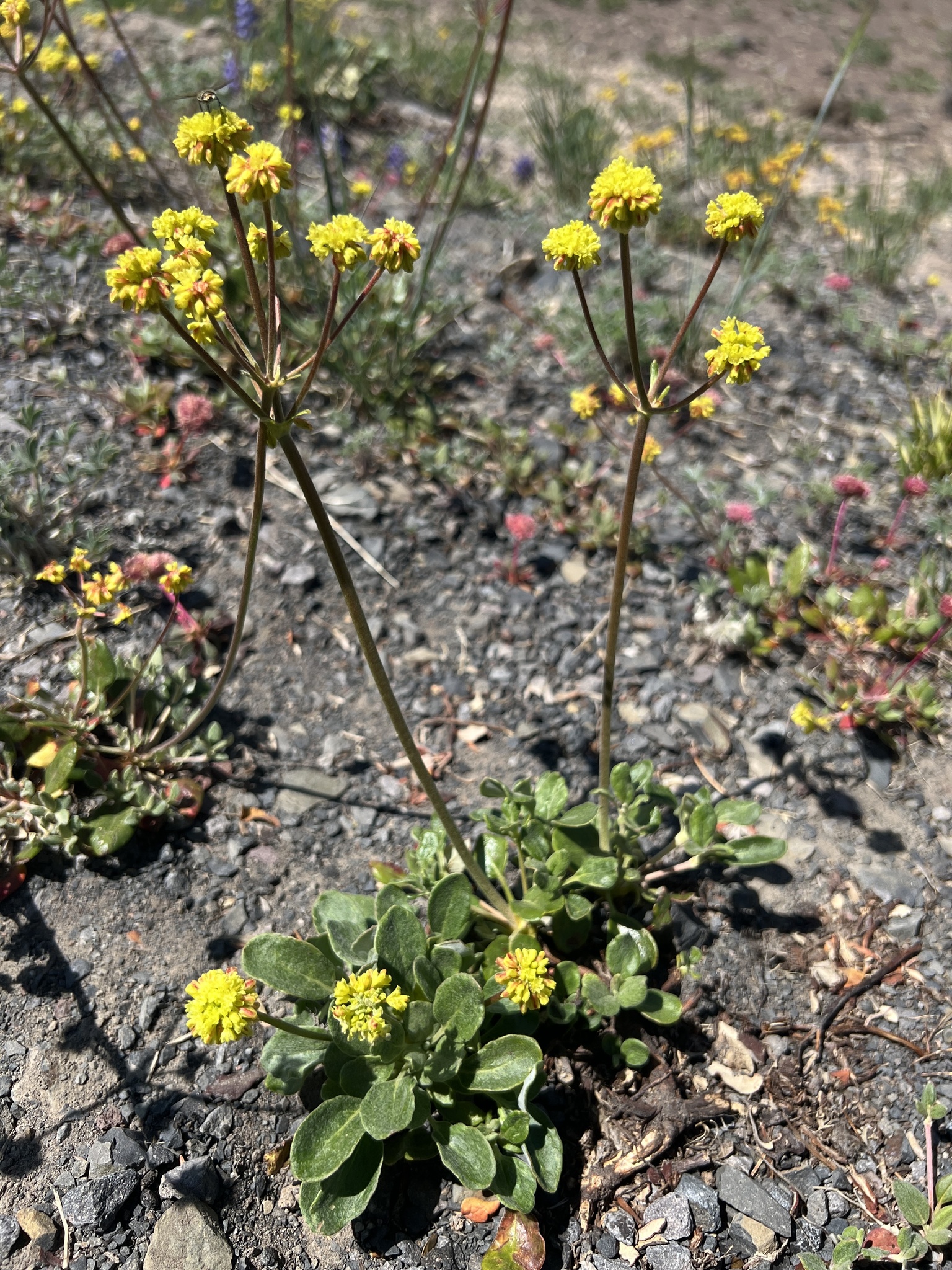 Eriogonum marifolium