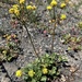 Marumleaf Buckwheat - Photo (c) Nate Martineau, some rights reserved (CC BY-NC), uploaded by Nate Martineau