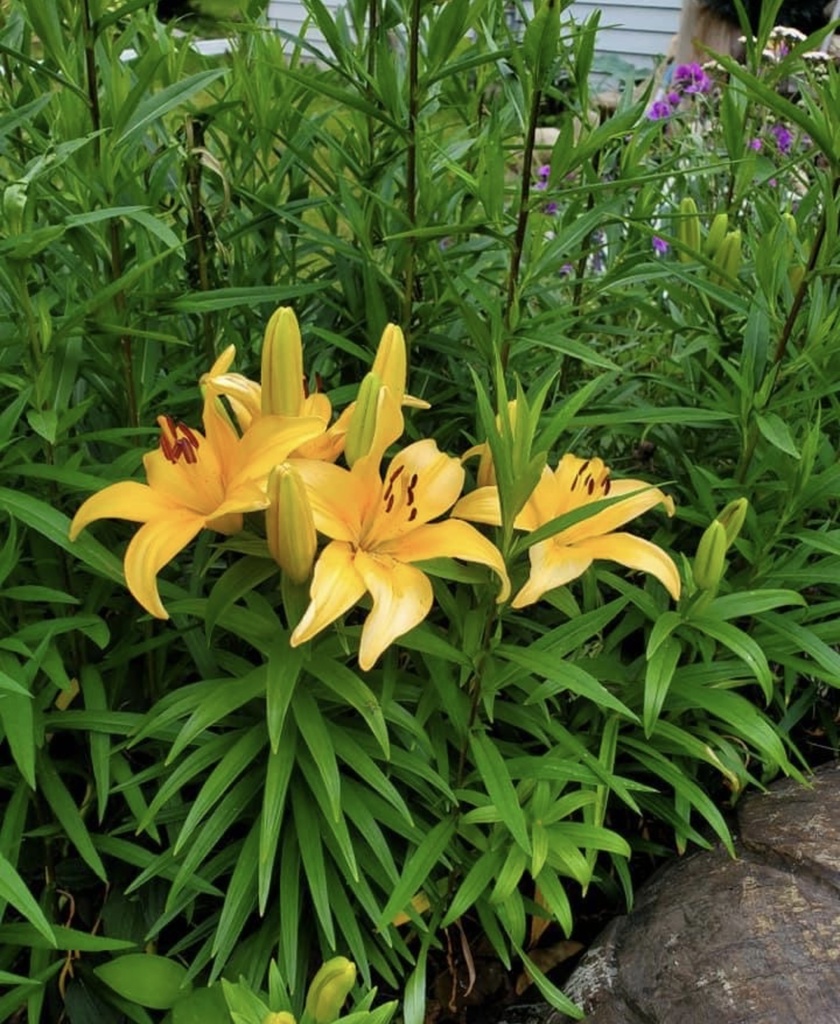 monocots-from-12th-st-sw-forest-lake-mn-us-on-september-6-2023-at