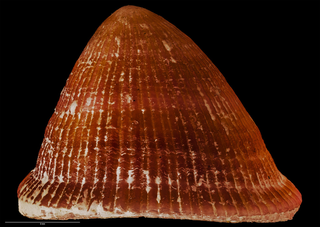 Actinoleuca