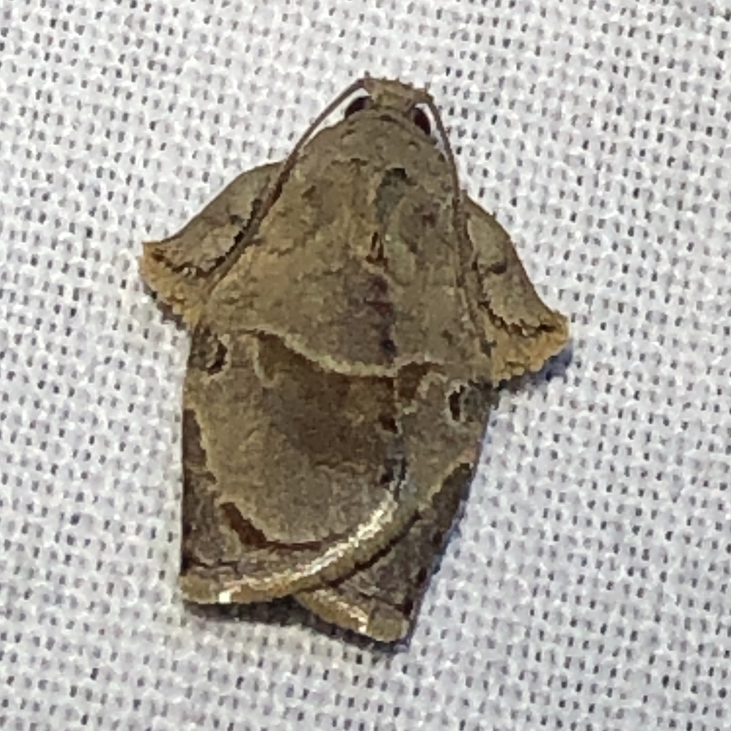 Homona spargotis