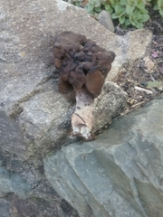 Gyromitra
