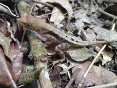 Anolis tropidonotus