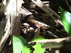 Anolis tropidonotus