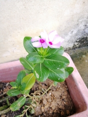Catharanthus roseus