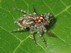 Compsodecta