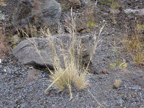 Image of Deschampsia nubigena by no rights reserved