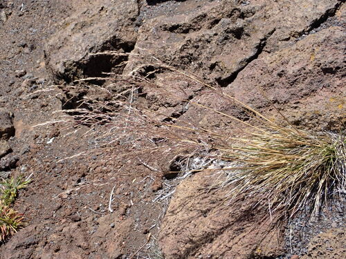 Image of Deschampsia nubigena by no rights reserved