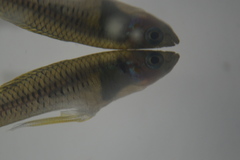Poeciliidae