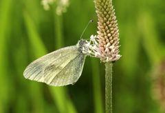 Dismorphiinae