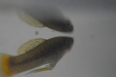 Poeciliidae
