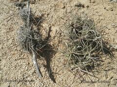 Tillandsia ferrisiana