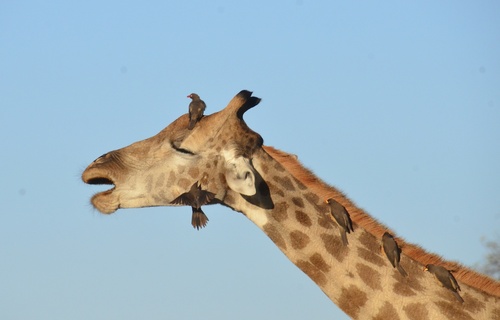 Southern Giraffe, Botswana, photo 8 of 10
