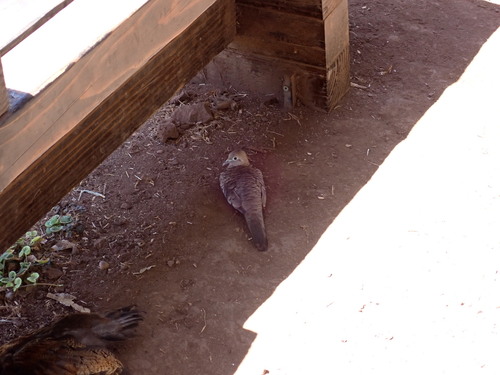 Geopelia striata observed 2023-07-31