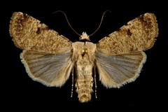 Anicla exuberans
