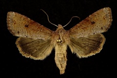 Apamea alia