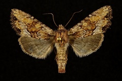 Apamea atrosuffusa