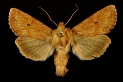 Apamea inficita