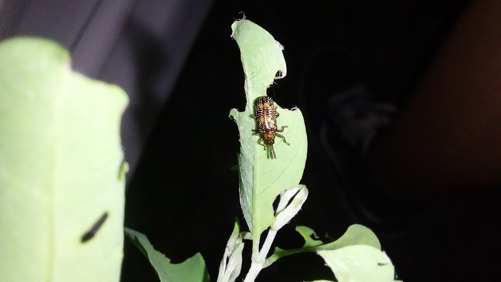 Pentispa sallaei from Alamos, Son., México on September 2, 2023 at 09