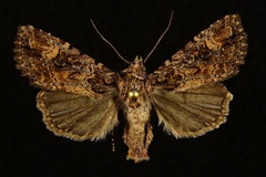 Aseptis binotata