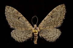 Eupithecia uinta